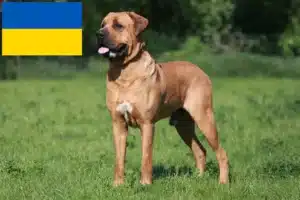 Детальніше про статтю Заводчики та цуценята тоса в Україні
