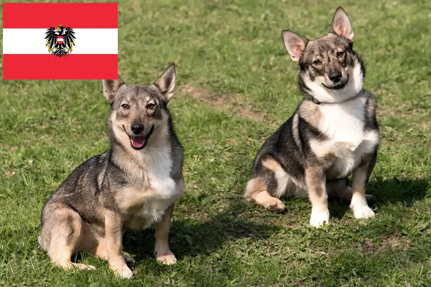 Цуценята та заводчики Västgötaspets Австрія Тут ви знайдете заводчиків Västgötaspets в Австрії.