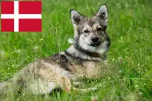 Детальніше про статтю Заводчики та цуценята Västgötaspets у Данії