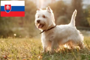 Детальніше про статтю Заводчики та цуценята весті у Словаччині