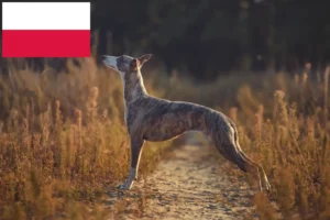 Детальніше про статтю Заводчики та цуценята віппетів у Польщі