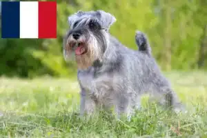 Детальніше про статтю Заводчики шнауцерів та цуценята на Réunion