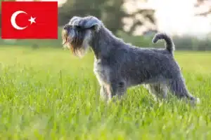 Детальніше про статтю Заводчики шнауцерів і цуценята в Туреччині
