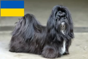 Детальніше про статтю Заводчики та цуценята ши-тцу в Україні