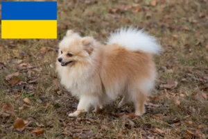 Детальніше про статтю Заводчики шпіців і цуценята в Україні