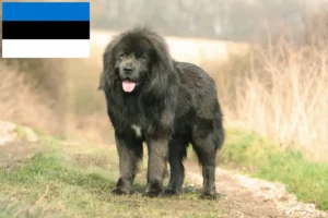 Детальніше про статтю Заводчик тибетських собак та цуценята в Естонії