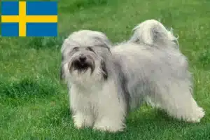 Детальніше про статтю Заводчики тибетських тер’єрів та цуценята у Швеції