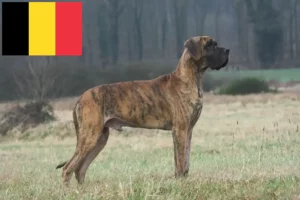 Детальніше про статтю Заводчики та цуценята догів у Бельгії