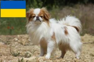 Детальніше про статтю Заводчики та цуценята японського чину в Україні
