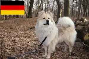 Детальніше про статтю Заводчики та цуценята євразійців у Німеччині