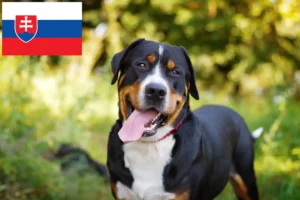 Детальніше про статтю Заводчик та цуценята великого швейцарського гірського собаки у Словаччині
