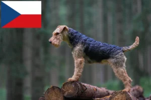 Детальніше про статтю Заводчики вельш-тер’єрів і цуценята в Чехії
