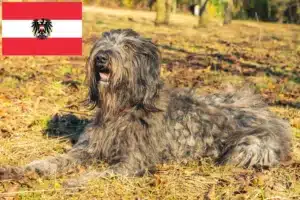 Детальніше про статтю Заводчики та цуценята вівчарки бергамаско в Австрії