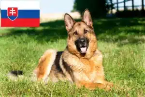 Детальніше про статтю Заводчики та цуценята вівчарок у Словаччині