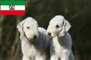 Детальніше про статтю Заводчики та цуценята бедлінгтон-тер’єра у Північному Рейні-Вестфалії