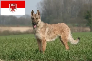 Детальніше про статтю Заводчик бельгійської вівчарки та цуценята у Бранденбурзі