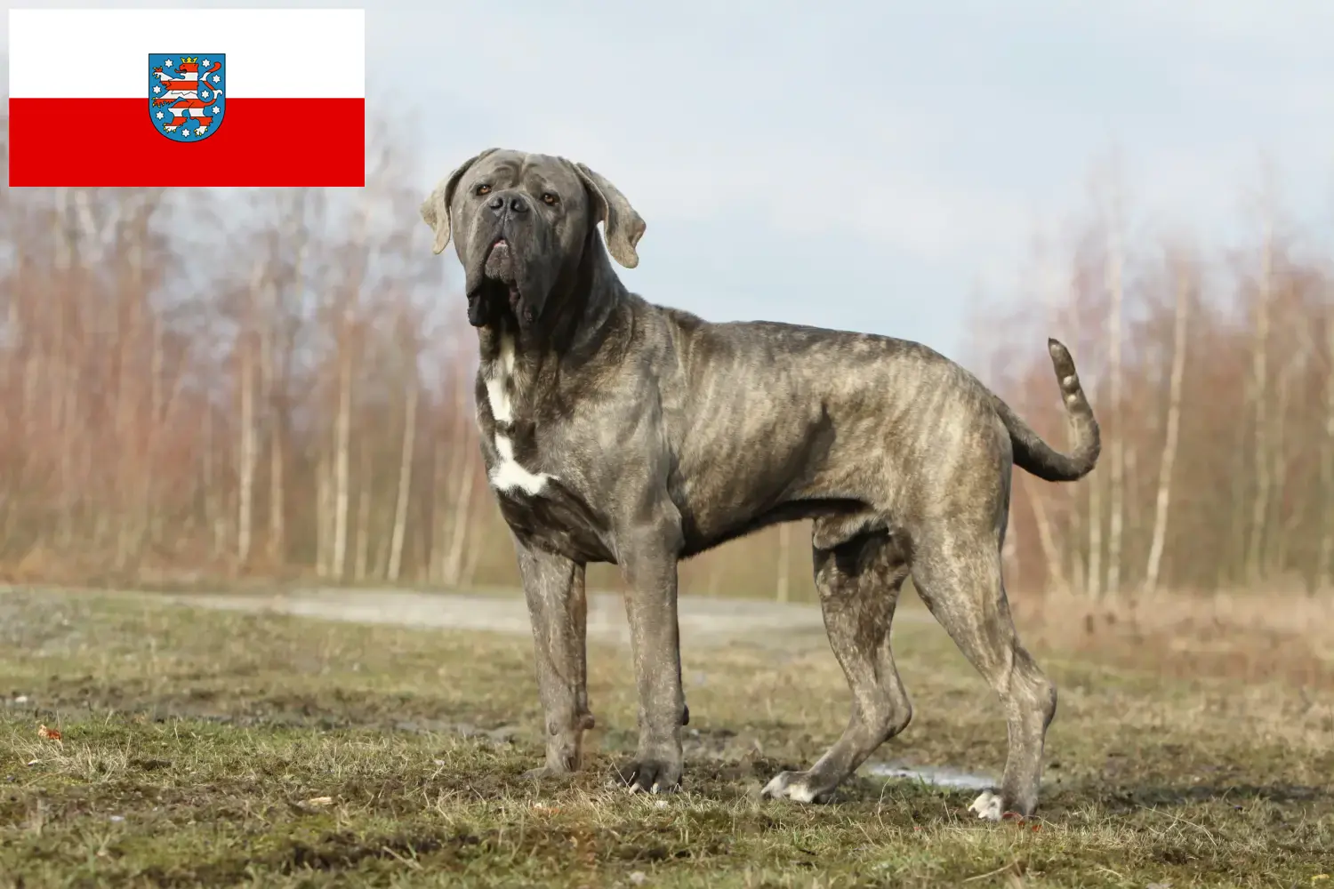 Детальніше про статтю Заводчики та цуценята італійського кане-корсо у Тюрингії