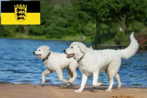 Детальніше про статтю Заводчики і цуценята вівчарки Maremma Abruzzi у Баден-Вюртемберг