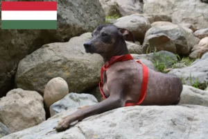Детальніше про статтю Заводчик перуанських безшерстих собак та цуценята в Угорщині