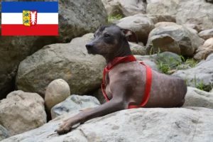 Детальніше про статтю Заводчик перуанських безшерстих собак та цуценята у Шлезвіг-Гольштейні