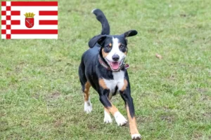 Детальніше про статтю Заводчик гірських собак Entlebucher та цуценята у Бремені