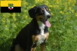 Детальніше про статтю Заводчик гірських собак Ентлебухер та цуценята в Саксонії-Ангальт