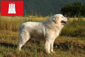 Детальніше про статтю Заводчики та цуценята вівчарки Маремма Абруцці у Гамбурзі