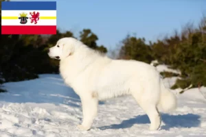 Детальніше про статтю Заводчики і цуценята вівчарки Maremma Abruzzi у Мекленбург-Передня Померанія