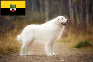Детальніше про статтю Заводчики та цуценята вівчарки Маремма Абруцці у Саксонії-Ангальт