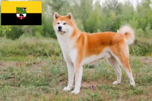 Детальніше про статтю Заводчики та цуценята акіта в Саксонії-Ангальт