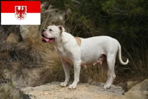 Детальніше про статтю Заводчики та цуценята американського бульдога у Бранденбурзі
