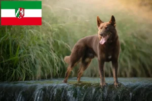 Детальніше про статтю Заводчики австралійських келпі та цуценята у Північному Рейні-Вестфалії