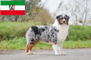 Детальніше про статтю Заводчики австралійської вівчарки та цуценята у Північному Рейні-Вестфалії