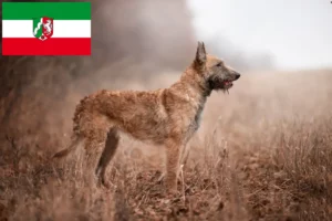 Детальніше про статтю Заводчики бельгійських вівчарок та цуценята у Північному Рейні-Вестфалії