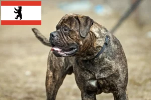 Детальніше про статтю Заводчики та цуценята бульмастифів у Берліні
