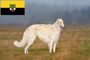 Детальніше про статтю Заводчики борзої та цуценята у Саксонії-Ангальт
