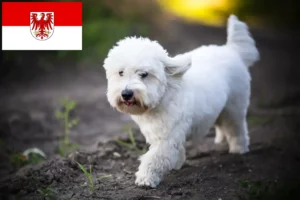 Детальніше про статтю Заводчики і цуценята котон де тулеар у Бранденбурзі