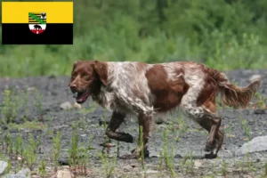 Детальніше про статтю Заводчики та цуценята бретонського епаньйола у Саксонії-Ангальт
