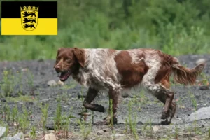 Детальніше про статтю Заводчики і цуценята бретонського епаньйола у Баден-Вюртемберзі