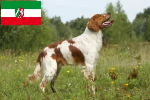 Детальніше про статтю Заводчики та цуценята бретонського епаньйола у Північному Рейні-Вестфалії