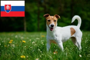 Детальніше про статтю Заводчики та цуценята джек рассел у Словаччині
