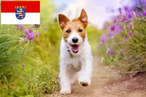 Детальніше про статтю Заводчики та цуценята джек рассел у Гессені