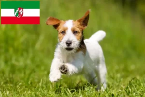 Детальніше про статтю Заводчики та цуценята джек расселів у Північному Рейні-Вестфалії