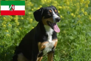 Детальніше про статтю Заводчик гірських собак Ентлебухер та цуценята у Північному Рейні-Вестфалії
