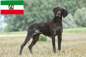 Детальніше про статтю Заводчики та цуценята німецької короткошерстої у Північному Рейні-Вестфалії