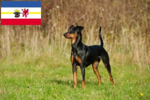 Детальніше про статтю Заводчики та цуценята німецького пінчера у Мекленбург-Передня Померанія