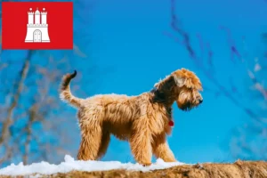 Детальніше про статтю Заводчики та цуценята ірландського м’якого породистого пшеничного тер’єра в Гамбурзі