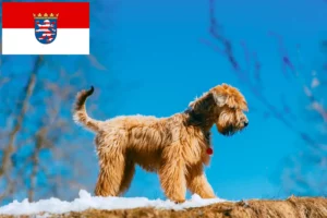 Детальніше про статтю Заводчики та цуценята ірландського м’якого породистого пшеничного тер’єра у Гессені