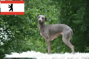 Детальніше про статтю Італійський заводчик вітрогонів та цуценята в Берліні