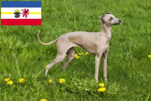 Детальніше про статтю Італійські заводчики та цуценята вітрогонів у Мекленбург-Форпоммерн